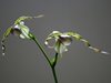 Paphiopedilum dianthum  (Orchids & more) 